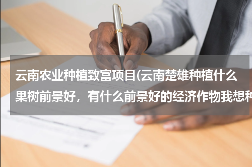 云南农业种植致富项目(云南楚雄种植什么果树前景好，有什么前景好的经济作物我想种)