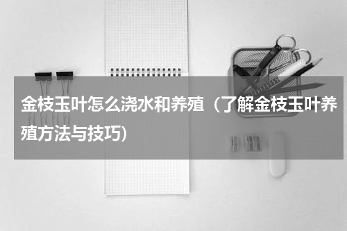 金枝玉叶怎么浇水和养殖（了解金枝玉叶养殖方法与技巧）
