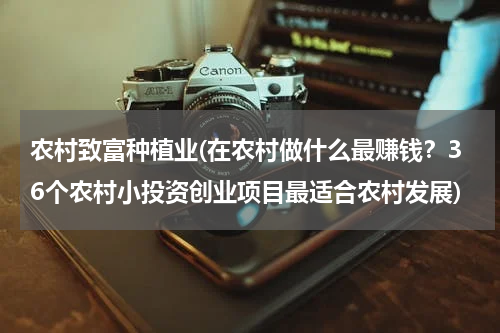 农村致富种植业(在农村做什么最赚钱？36个农村小投资创业项目最适合农村发展)