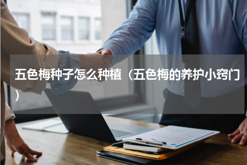 五色梅种子怎么种植（五色梅的养护小窍门）