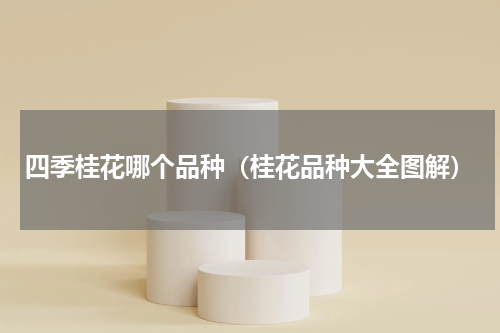 四季桂花哪个品种（桂花品种大全图解）
