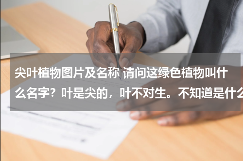 尖叶植物图片及名称 请问这绿色植物叫什么名字？叶是尖的，叶不对生。不知道是什么植物啊？