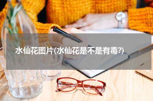 水仙花图片(水仙花是不是有毒?)