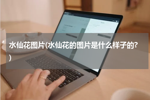 水仙花图片(水仙花的图片是什么样子的?)