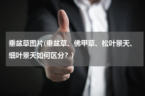 垂盆草图片(垂盆草、佛甲草、松叶景天、细叶景天如何区分？)