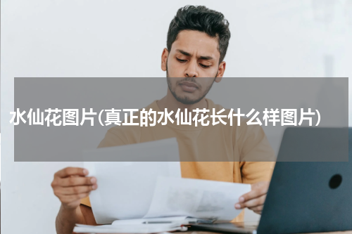 水仙花图片(真正的水仙花长什么样图片)