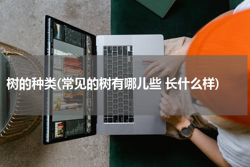 树的种类(常见的树有哪儿些 长什么样)