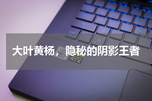 大叶黄杨，隐秘的阴影王者