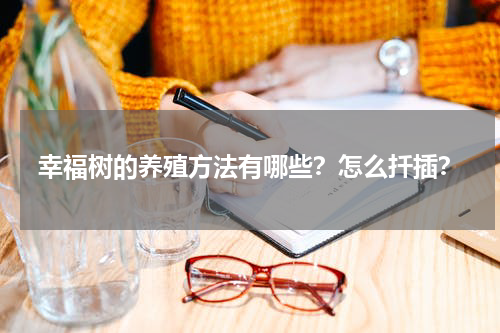 幸福树的养殖方法有哪些？怎么扦插？