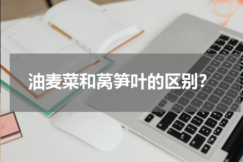 油麦菜和莴笋叶的区别？