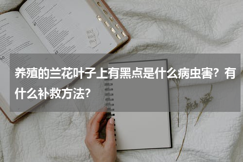 养殖的兰花叶子上有黑点是什么病虫害？有什么补救方法？