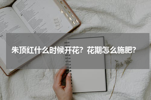 朱顶红什么时候开花？花期怎么施肥？