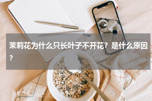 茉莉花为什么只长叶子不开花？是什么原因？