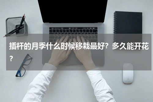 插杆的月季什么时候移栽最好？多久能开花？