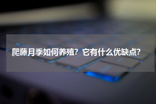 爬藤月季如何养殖？它有什么优缺点？