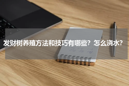 发财树养殖方法和技巧有哪些？怎么浇水？