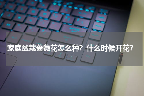 家庭盆栽蔷薇花怎么种？什么时候开花？