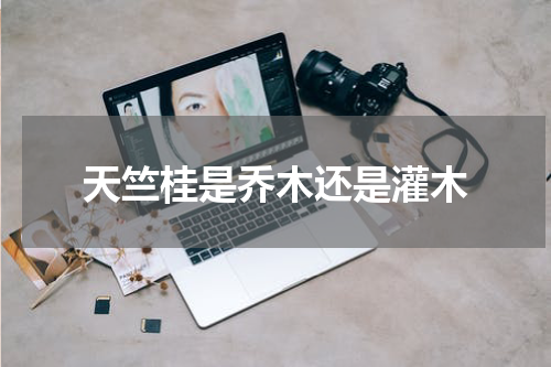 天竺桂是乔木还是灌木