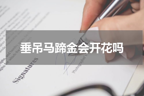 垂吊马蹄金会开花吗