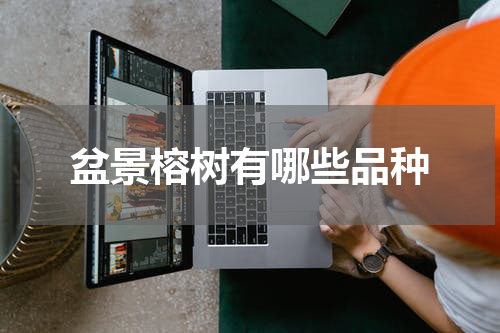 盆景榕树有哪些品种