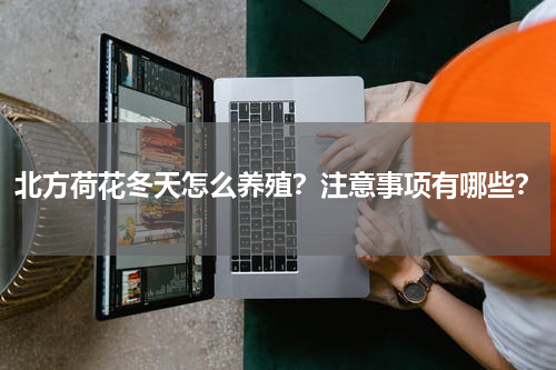 北方荷花冬天怎么养殖？注意事项有哪些？