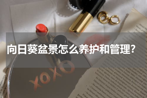 向日葵盆景怎么养护和管理？