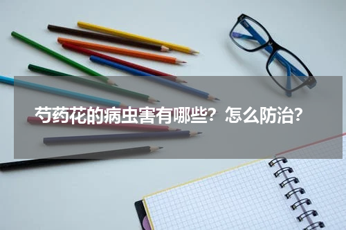 芍药花的病虫害有哪些？怎么防治？