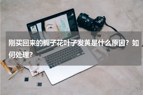 刚买回来的栀子花叶子发黄是什么原因？如何处理？