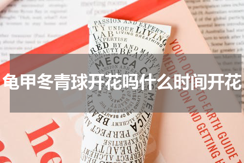 龟甲冬青球开花吗什么时间开花