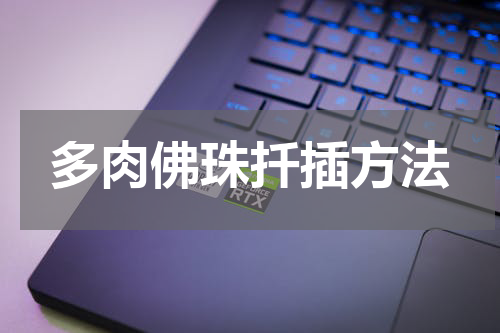 多肉佛珠扦插方法