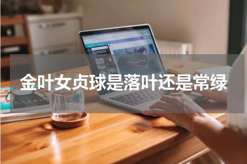 金叶女贞球是落叶还是常绿