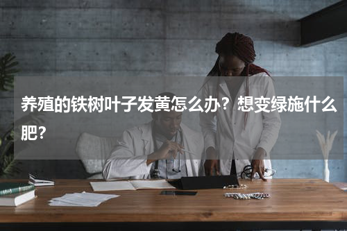 养殖的铁树叶子发黄怎么办？想变绿施什么肥？