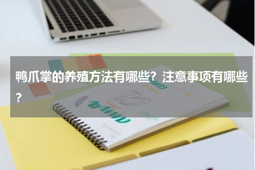 鸭爪掌的养殖方法有哪些？注意事项有哪些？