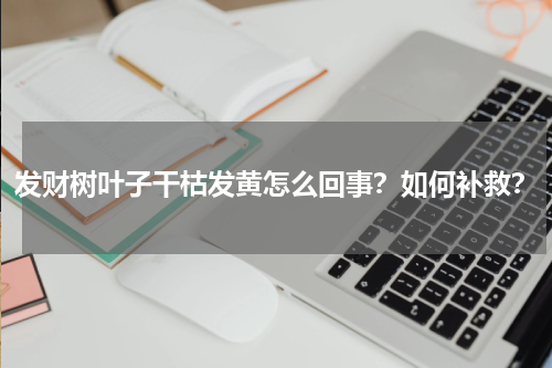 发财树叶子干枯发黄怎么回事？如何补救？