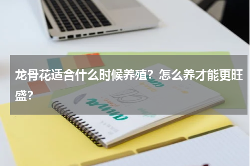龙骨花适合什么时候养殖？怎么养才能更旺盛？
