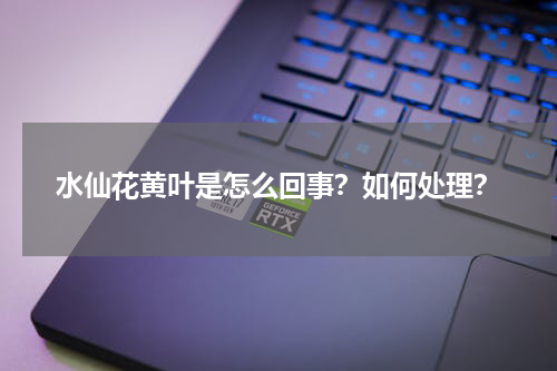 水仙花黄叶是怎么回事？如何处理？