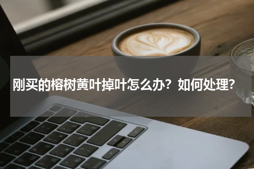 刚买的榕树黄叶掉叶怎么办？如何处理？