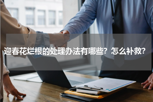 迎春花烂根的处理办法有哪些？怎么补救？