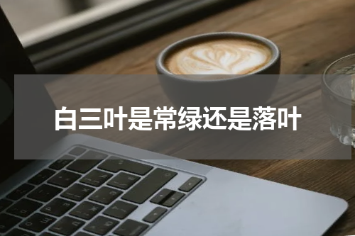 白三叶是常绿还是落叶