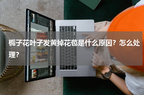栀子花叶子发黄掉花苞是什么原因？怎么处理？