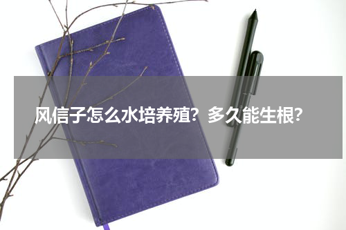 风信子怎么水培养殖？多久能生根？