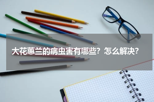 大花蕙兰的病虫害有哪些？怎么解决？