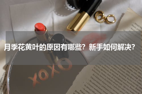 月季花黄叶的原因有哪些？新手如何解决？