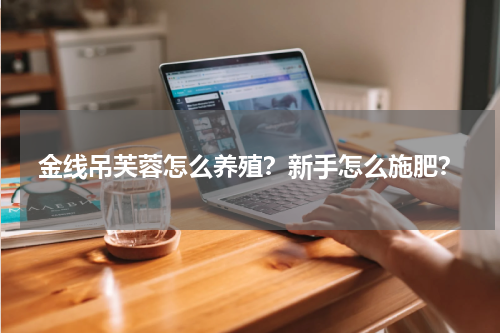 金线吊芙蓉怎么养殖？新手怎么施肥？