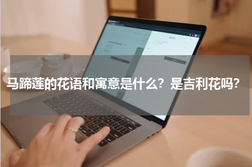 马蹄莲的花语和寓意是什么？是吉利花吗？