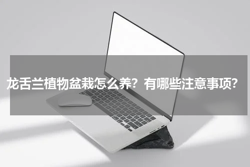 龙舌兰植物盆栽怎么养？有哪些注意事项？