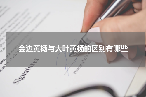 金边黄杨与大叶黄杨的区别有哪些