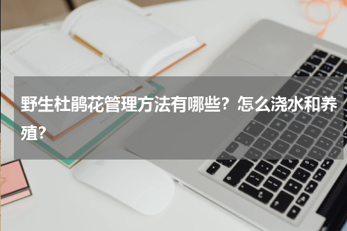 野生杜鹃花管理方法有哪些？怎么浇水和养殖？