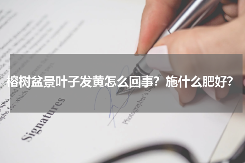 榕树盆景叶子发黄怎么回事？施什么肥好？