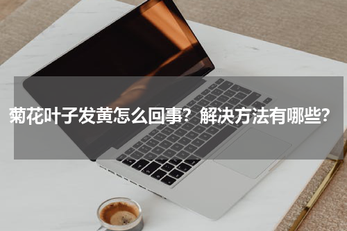 菊花叶子发黄怎么回事？解决方法有哪些？